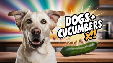 🐶🐾 Can Dogs Eat Cucumbers? Prepare to Be Surprised!